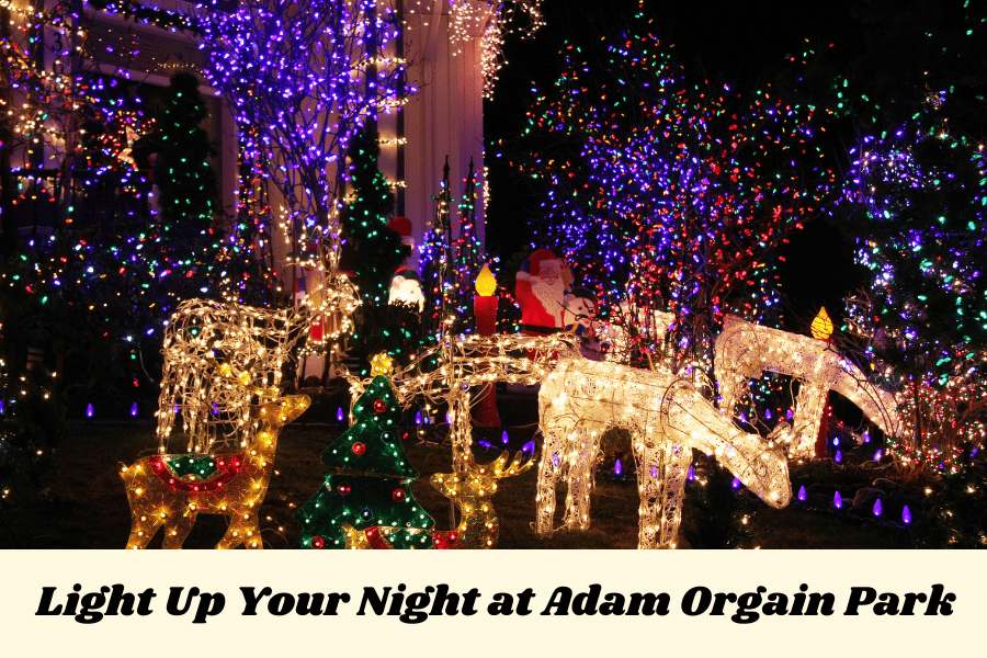 Light Up Your Night at Adam Orgain Park