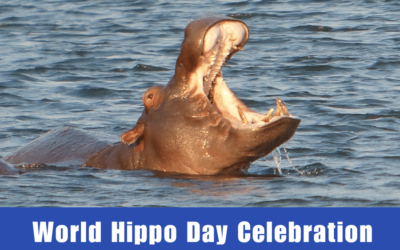 World Hippo Day Celebration