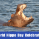 World Hippo Day Celebration