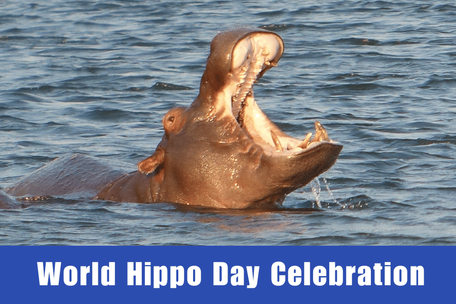 World Hippo Day Celebration