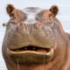 Hippo with astonished face