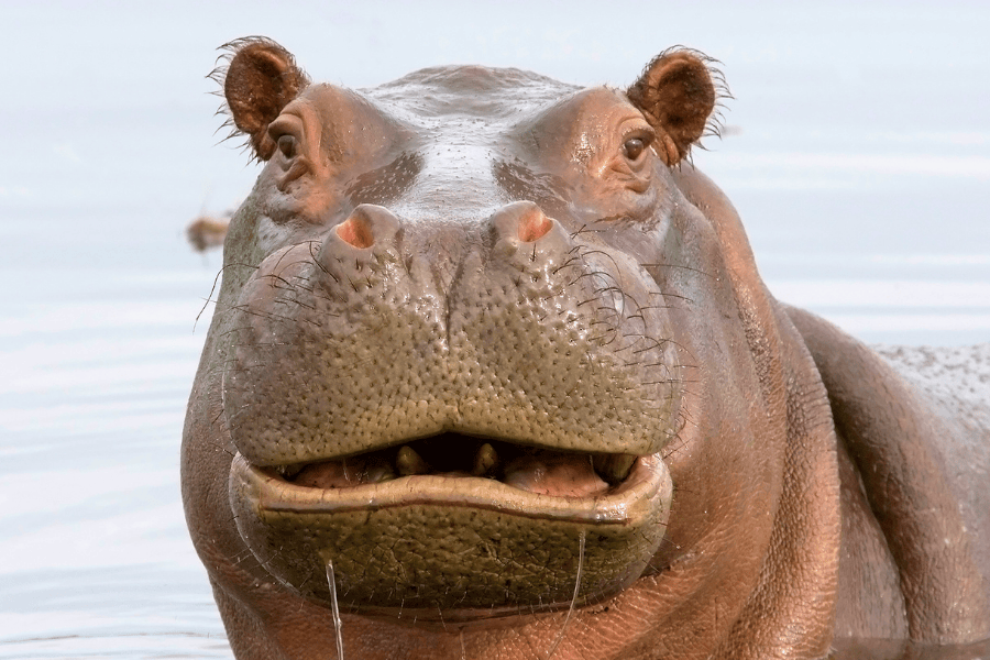 Hippo with astonished face 